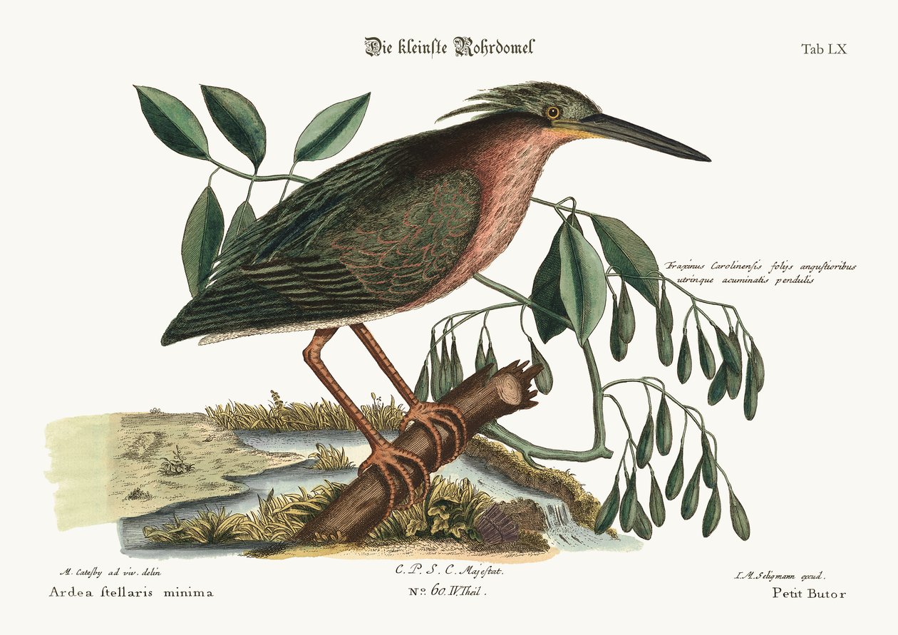 Den lille Bittern, 1749-73 af Mark Catesby