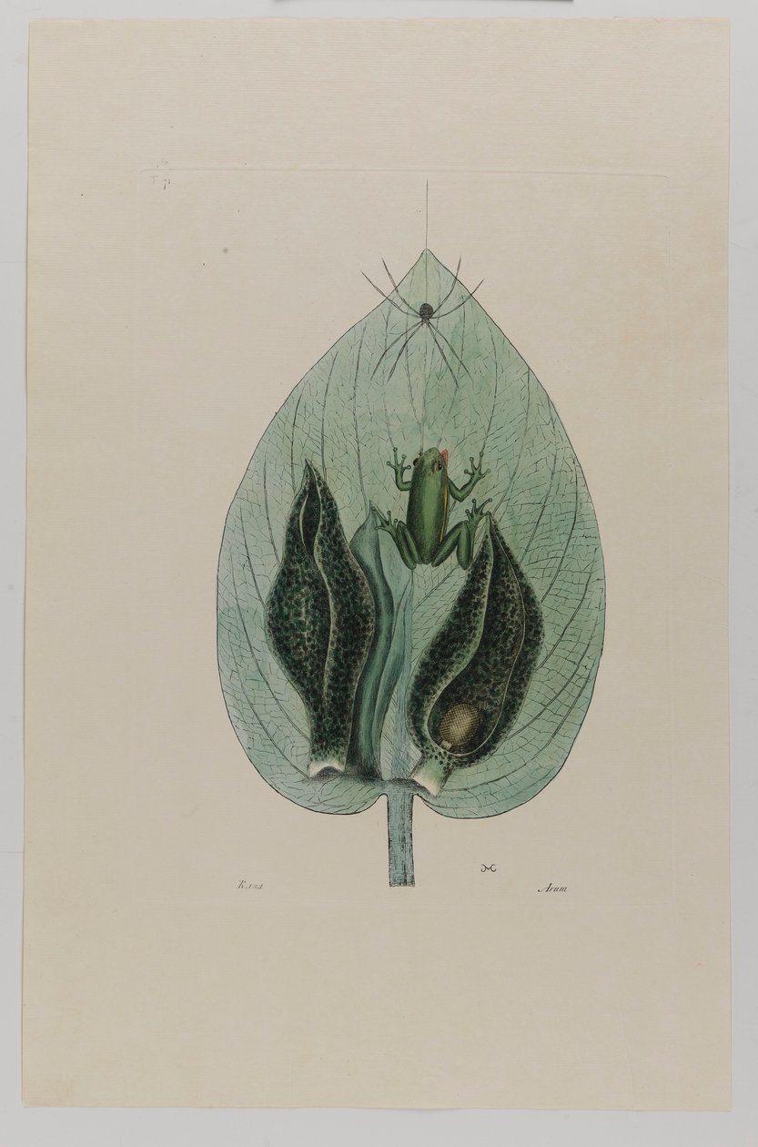 Træfrø af Mark Catesby