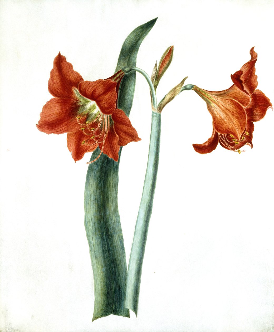 Amaryllis, ca. 1790 af Martha Tuthill