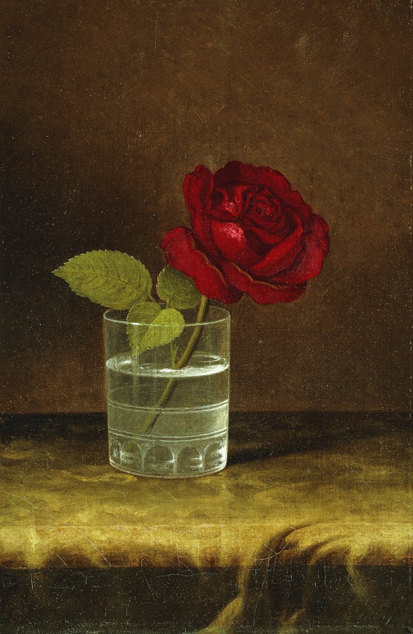 En rød rose, af Martin Johnson Heade