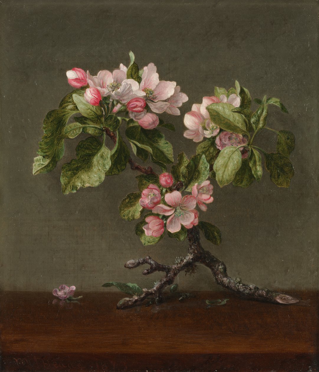 Æbleblomster, 1873. af Martin Johnson Heade