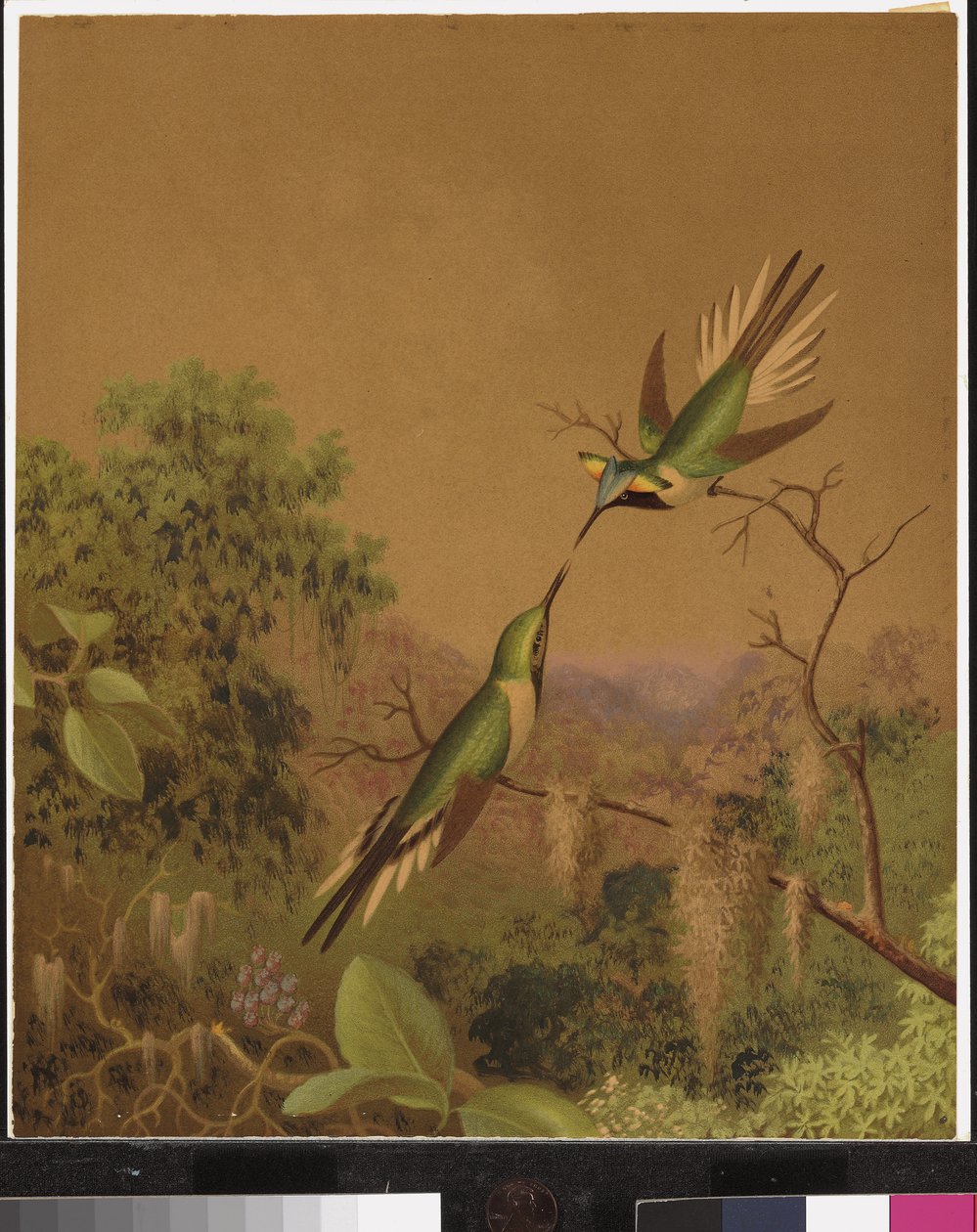 Brasilianske kolibrier IV af Martin Johnson Heade
