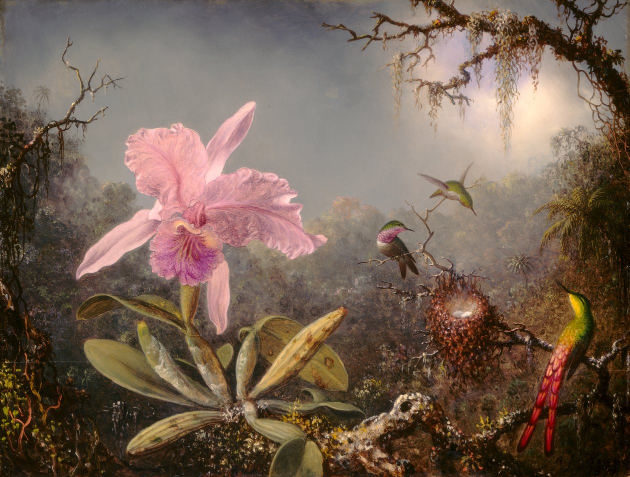 Cattleya orkidé og tre kolibrier af Martin Johnson Heade