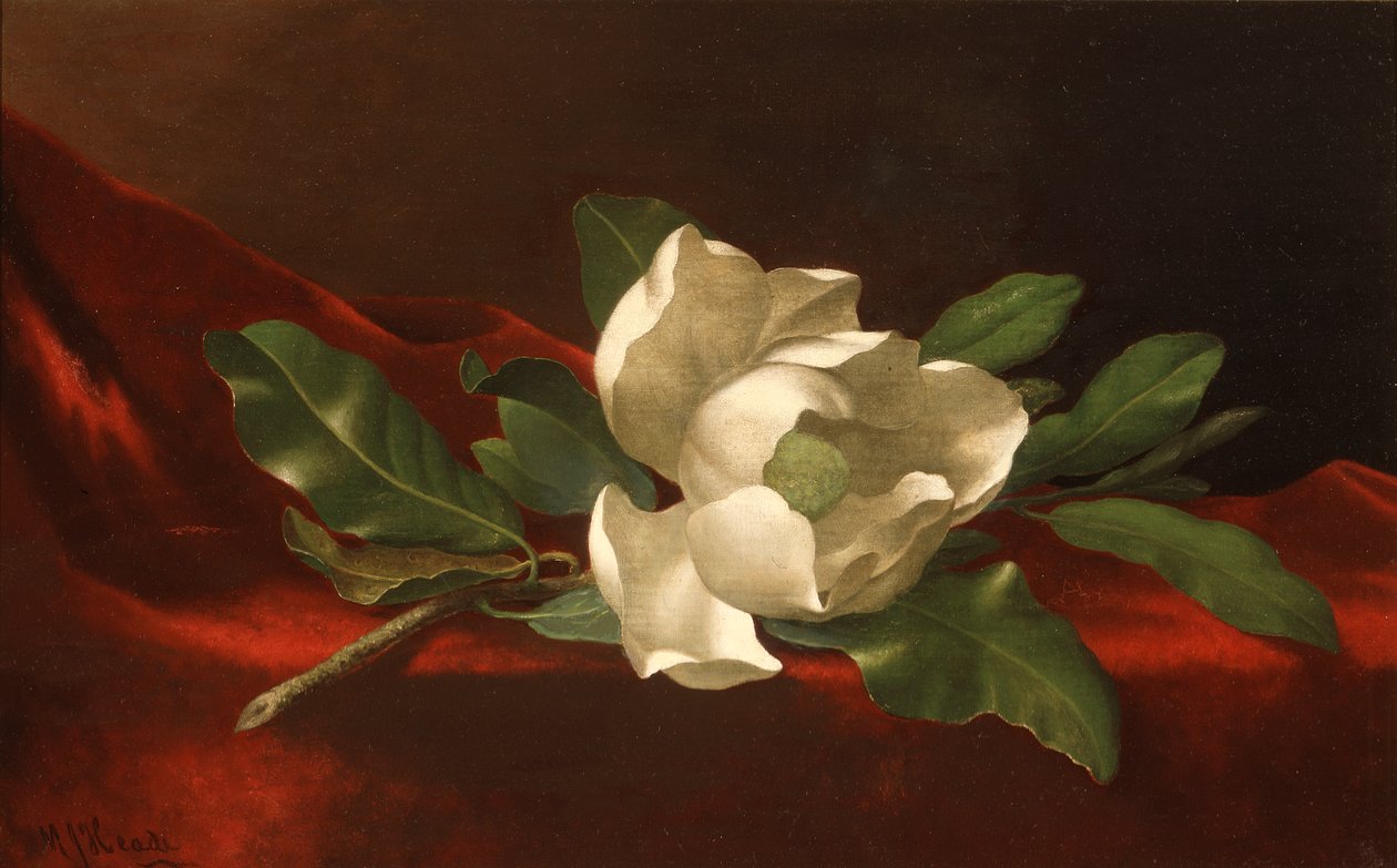 Magnolia af Martin Johnson Heade