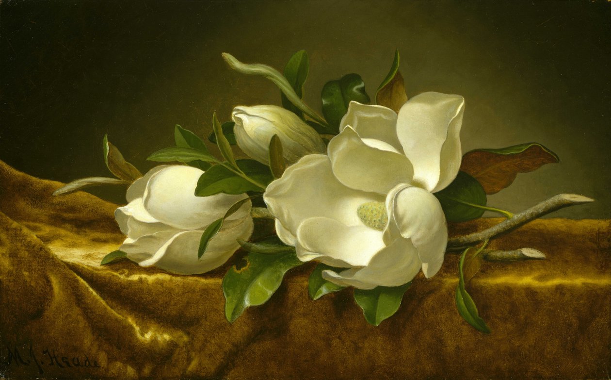 Magnolier på guldfarvet fløjlsdug af Martin Johnson Heade