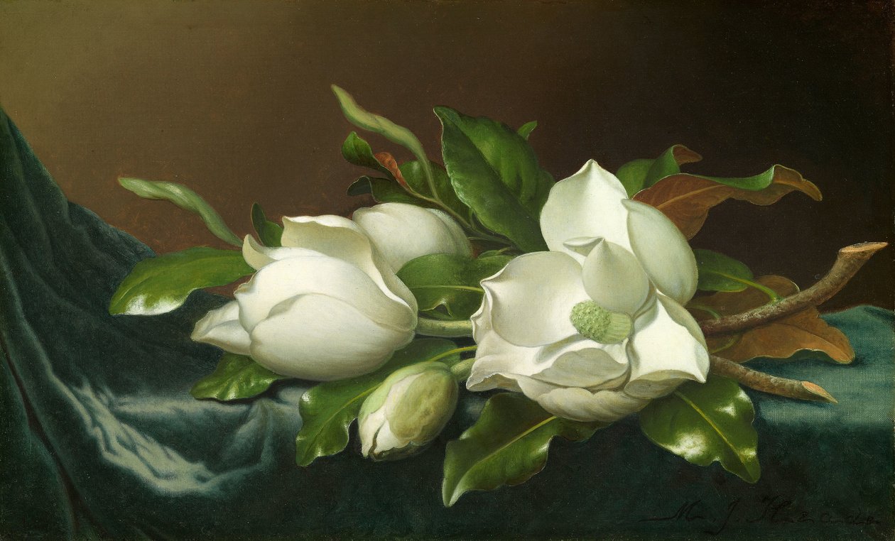 Magnolia på lyseblå fløjlsdug af Martin Johnson Heade