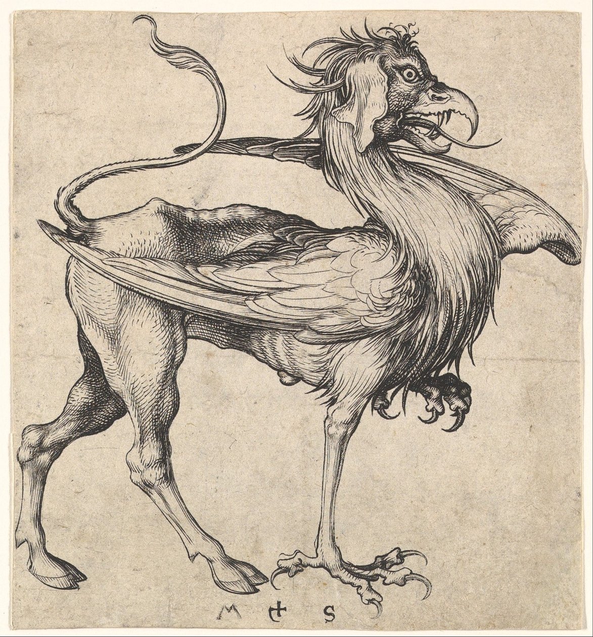 Griffin, ca. 1435-1491. af Martin Schongauer