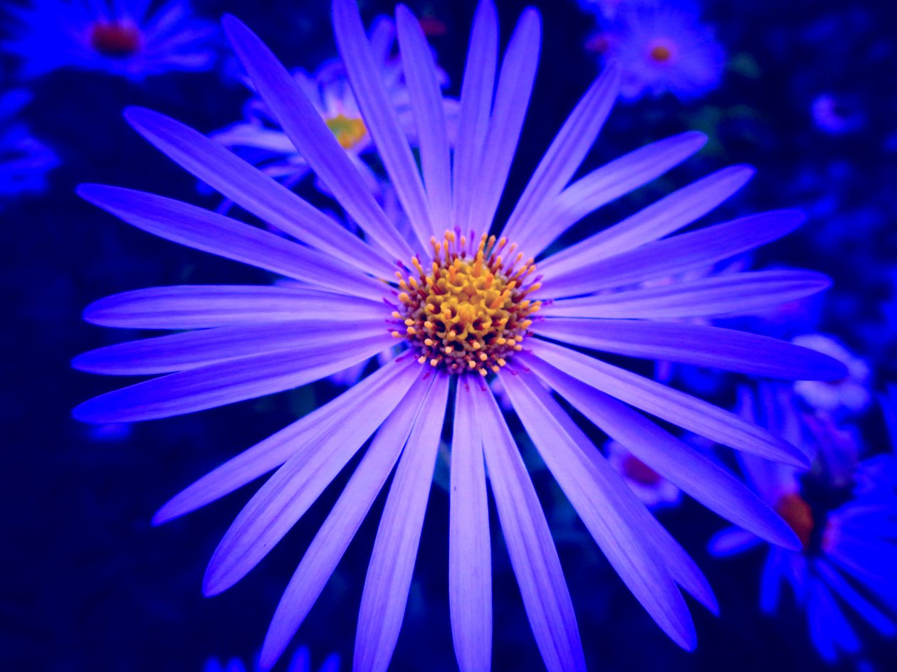 Blume af Martina Konitzky