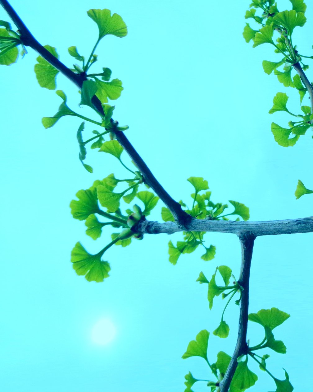 Tyrkisk Gingko af Martina Konitzky