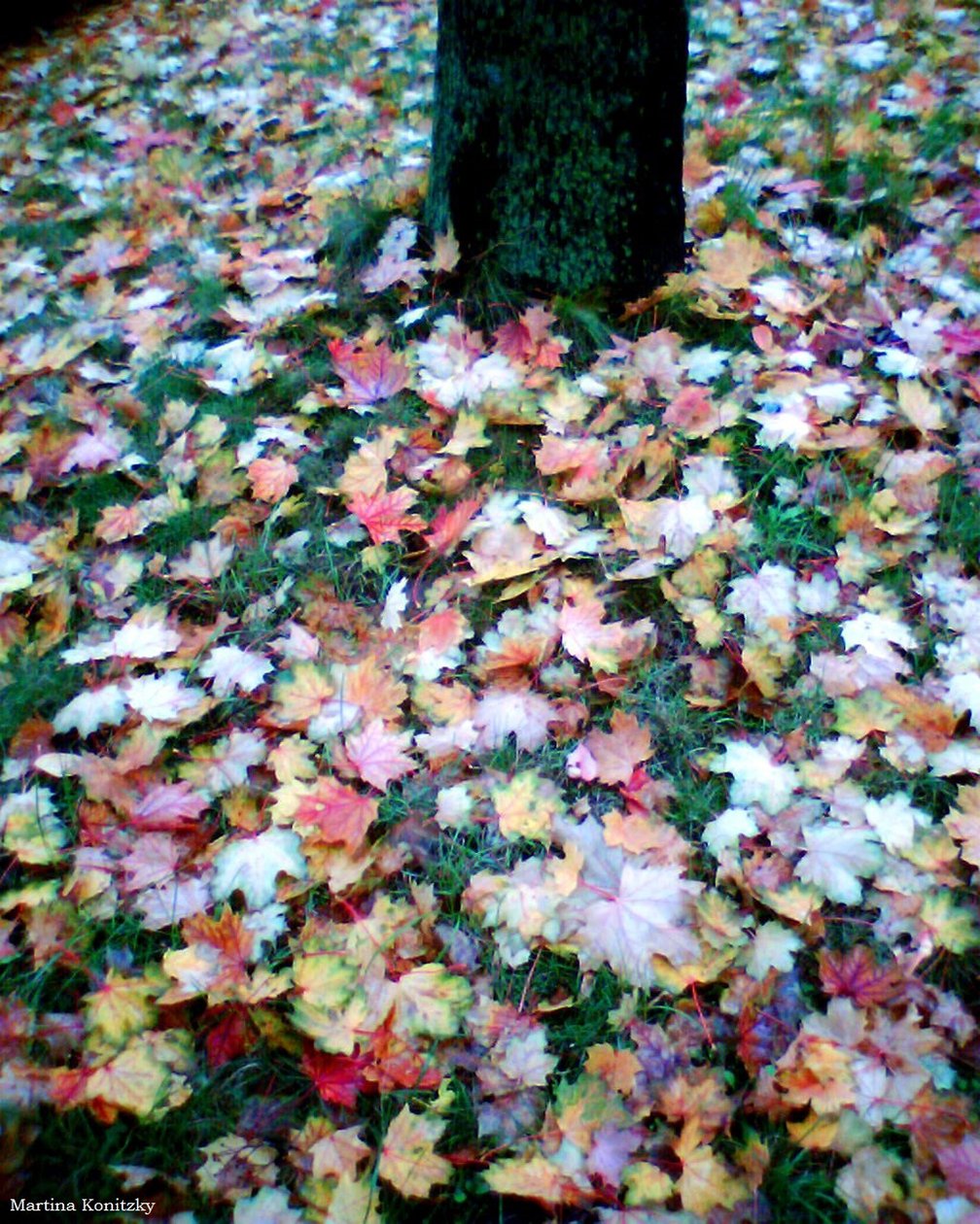 Herbst af Martina Konitzky