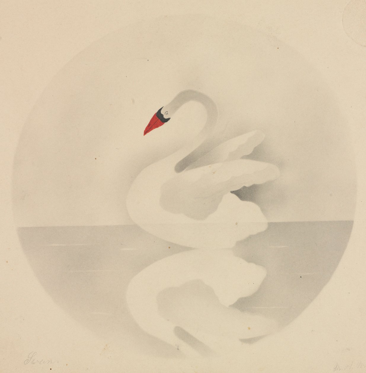 Svane. af Mary Altha Nims