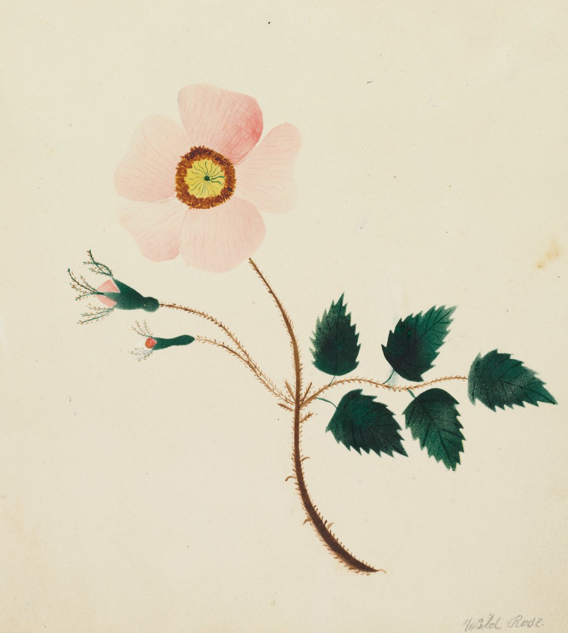 Vild rose. af Mary Altha Nims