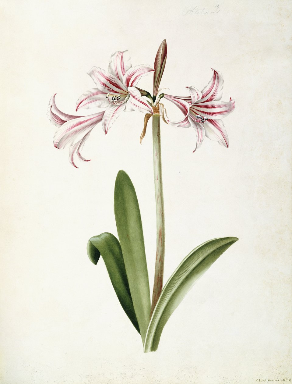 (Amaryllis) Vittata Formosa af Mary Elizabeth Rosenberg