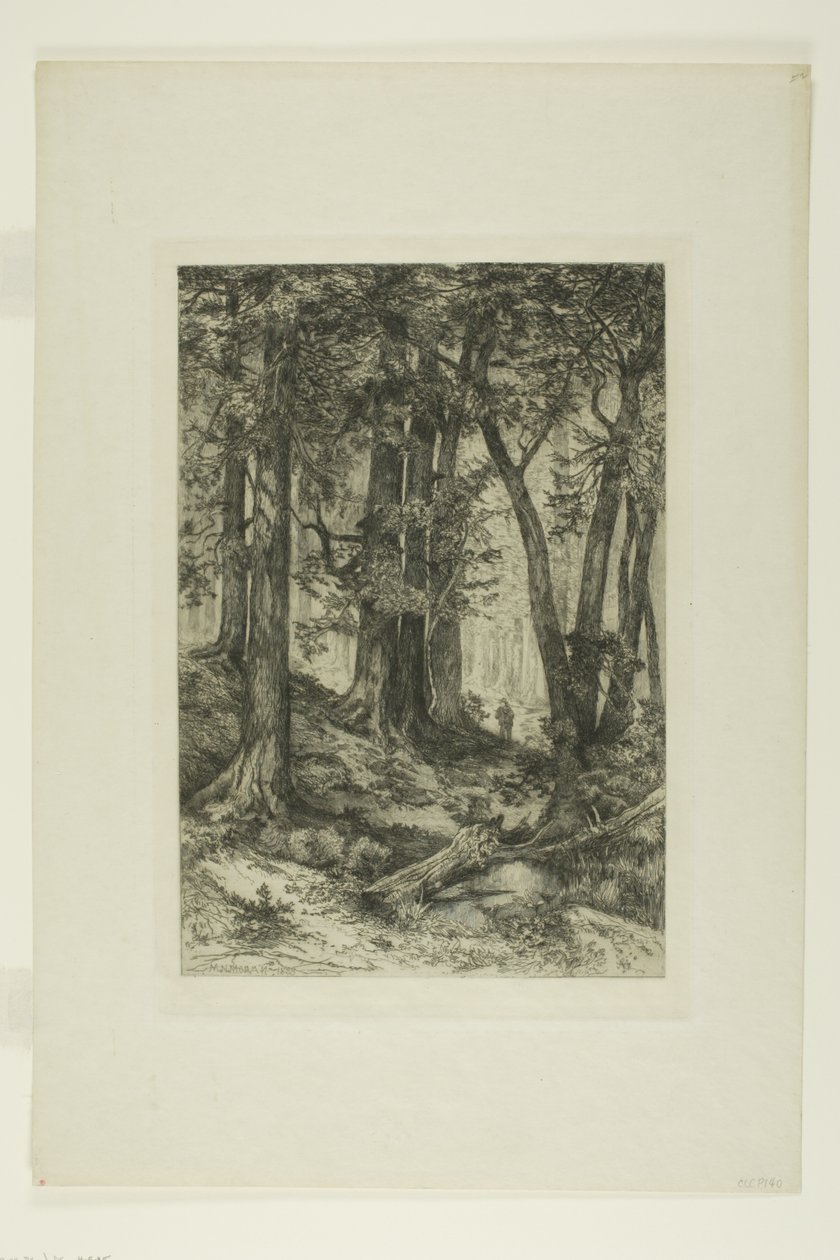 En Californisk Skov af Mary Nimmo Moran