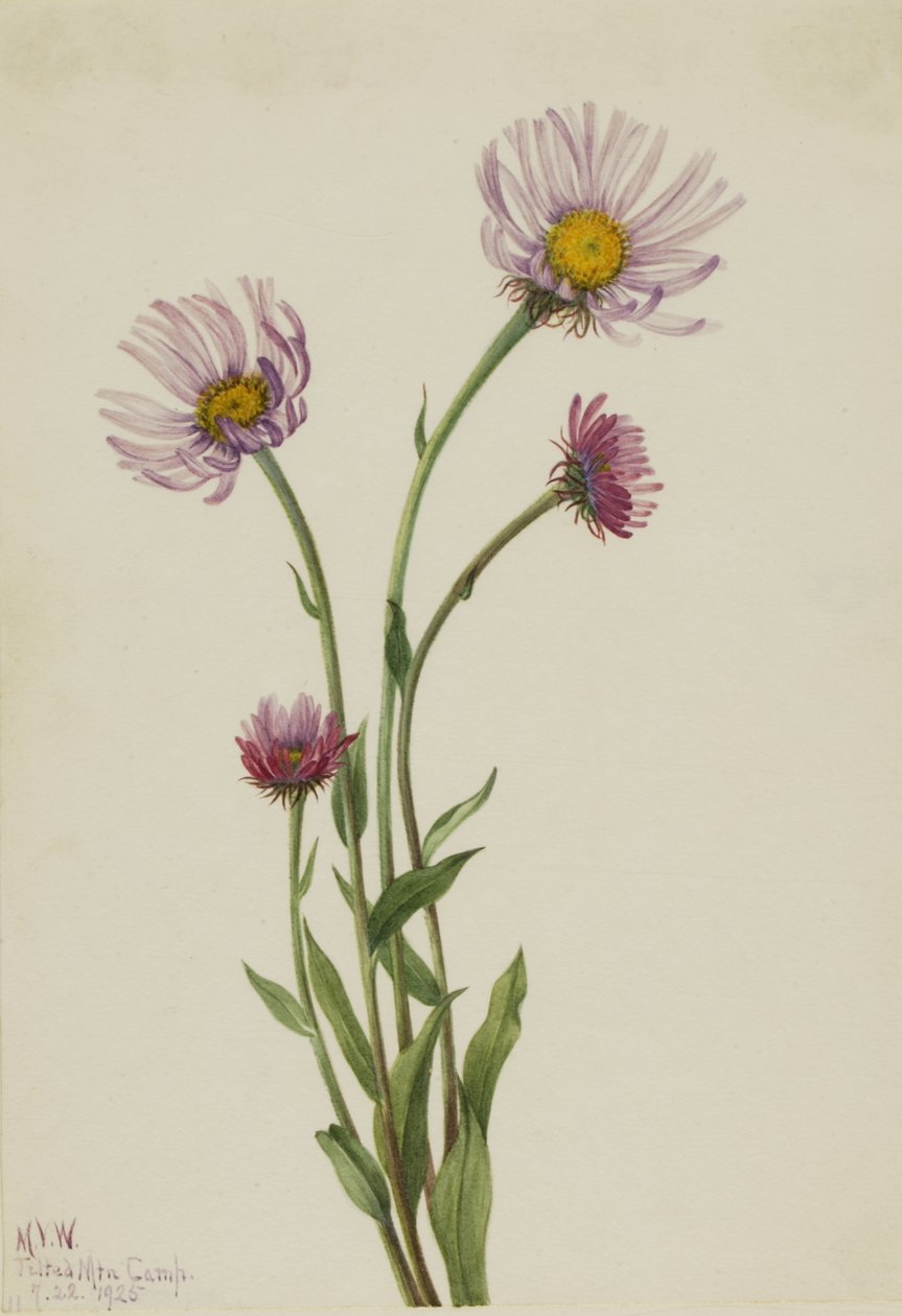 Alaska Fleabane Erigeron salsuginosus, 1925. af Mary Vaux Walcott