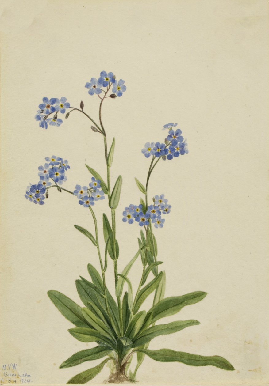 Alpine Forglemmigej Myosotis alpestris, 1924. af Mary Vaux Walcott