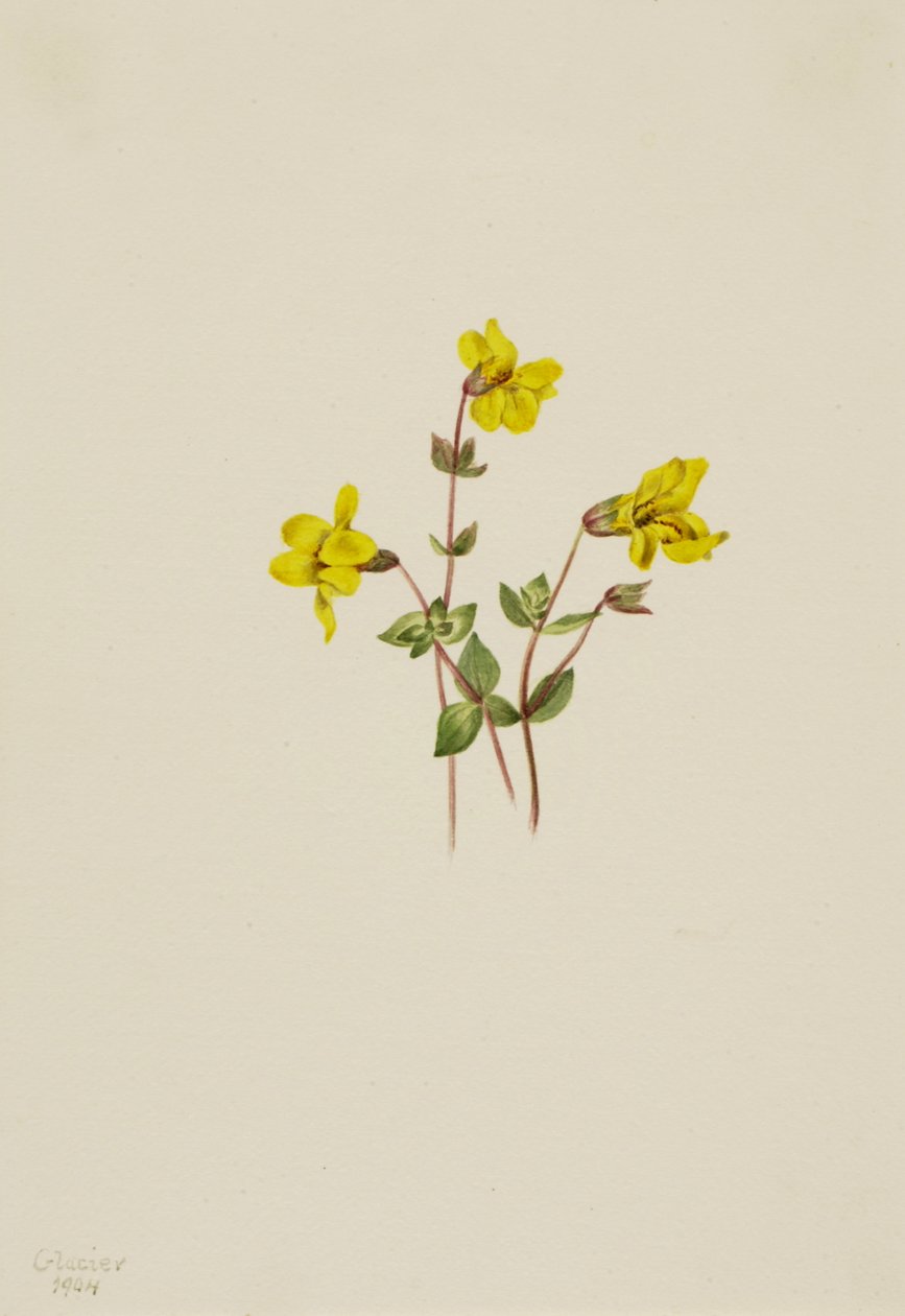 Alpine abeblomst Mimulus caespitosus, 1904. af Mary Vaux Walcott