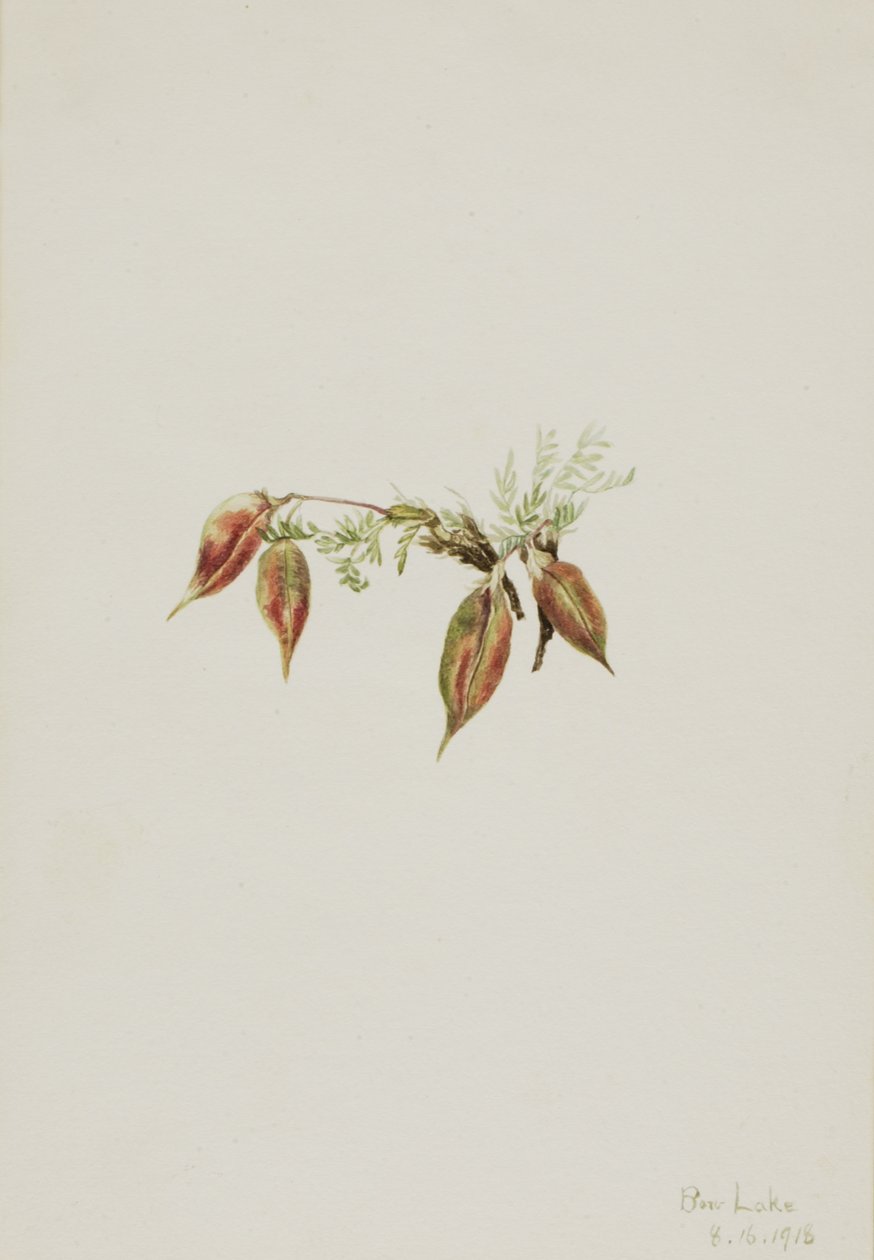 Alpine Pointvetch Oxytropis podocarpa, 1918. af Mary Vaux Walcott