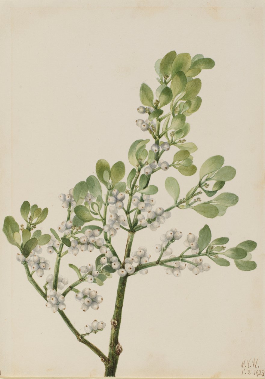 Amerikansk mistelten (Phoradendron flavescens) af Mary Vaux Walcott