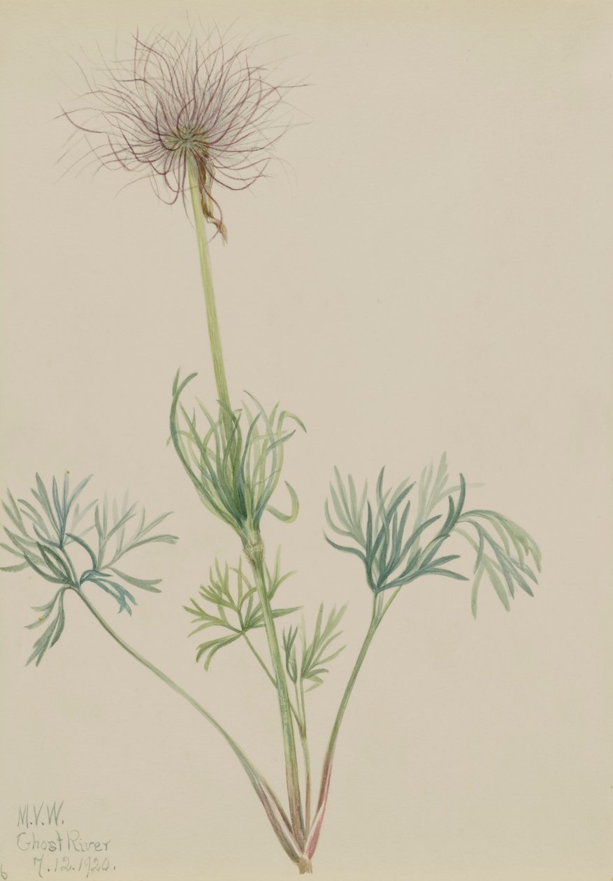 Amerikansk Pasqueflower Pulsatilla ludoviciana, 1920. af Mary Vaux Walcott