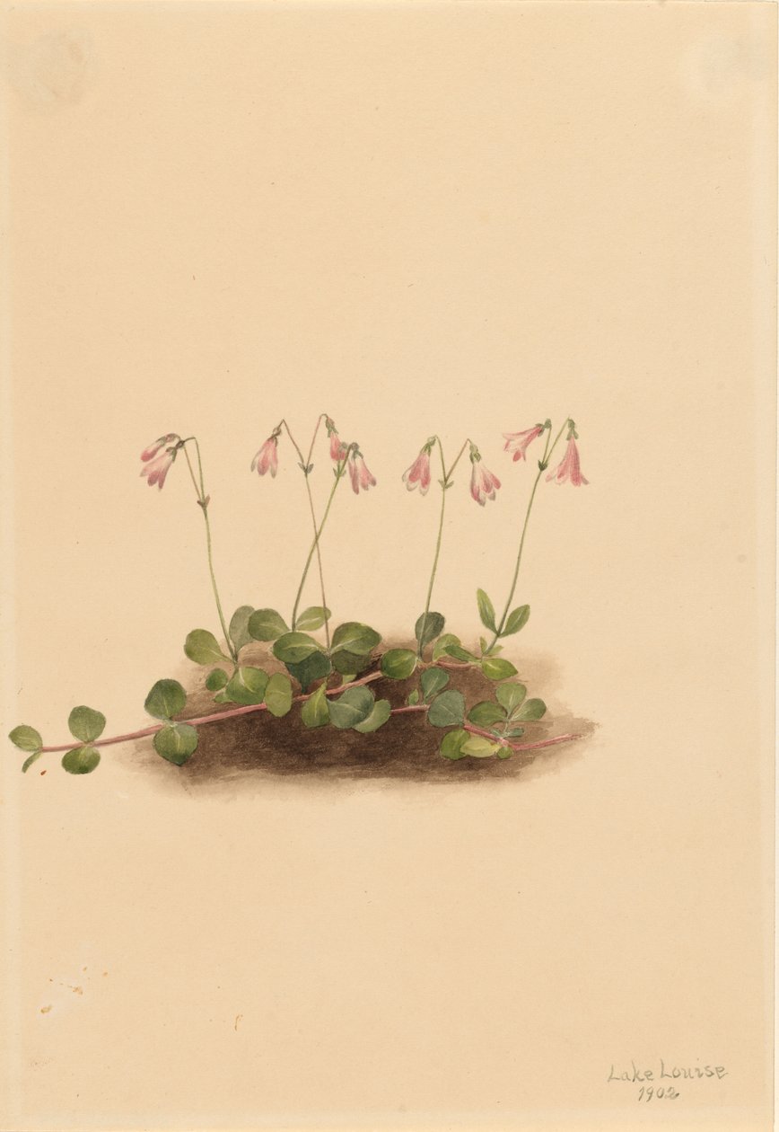 Amerikansk tvillingeblomst (Linnaea borealis americana) af Mary Vaux Walcott