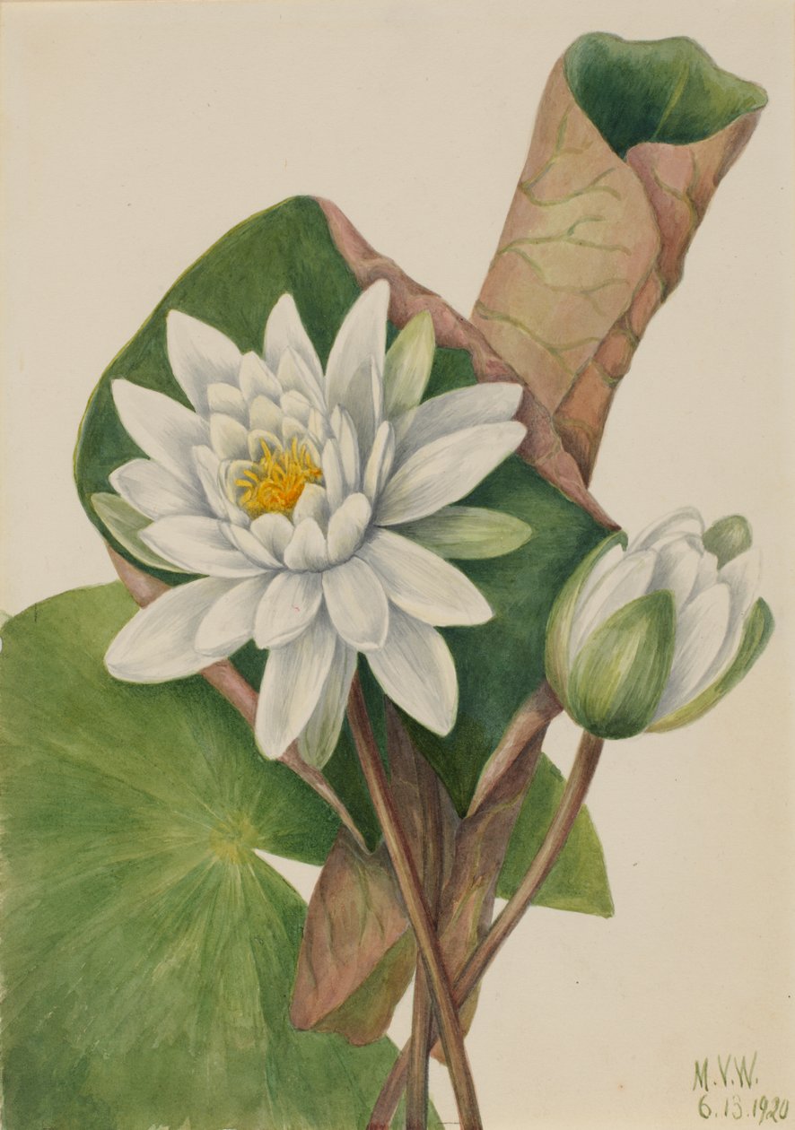 Amerikansk åkande Castalia odorata, 1920. af Mary Vaux Walcott