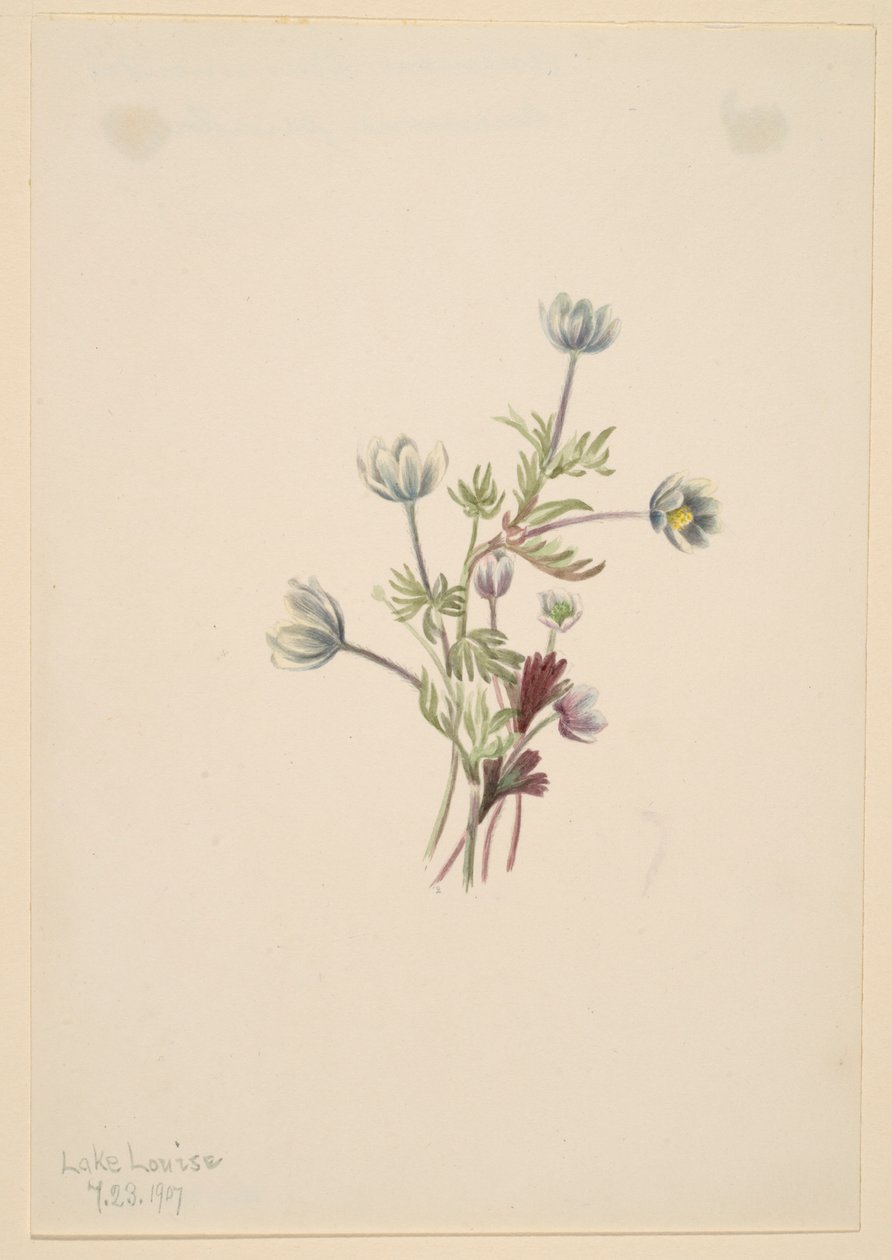 Anemone (Anemone drummondii) af Mary Vaux Walcott