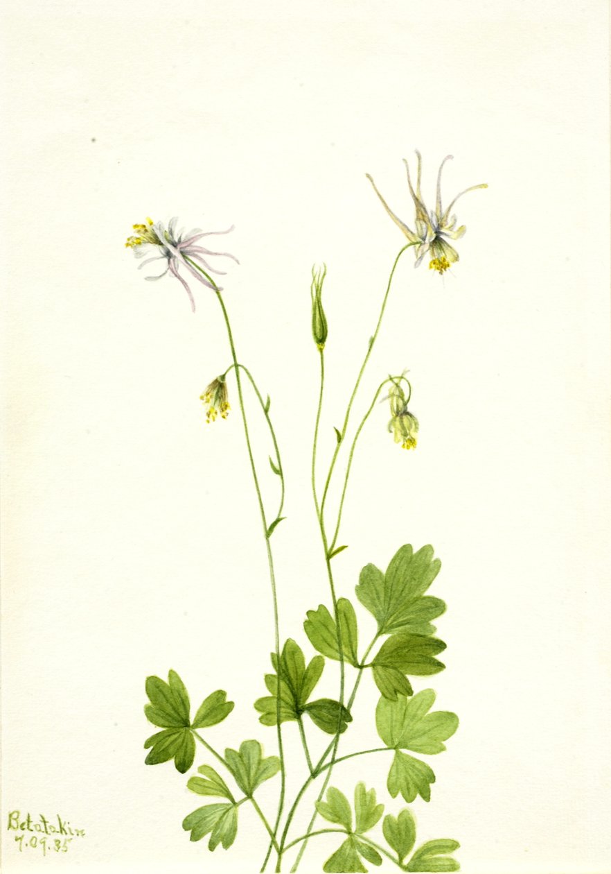 Aquilegia ecalcarata, 1935. af Mary Vaux Walcott