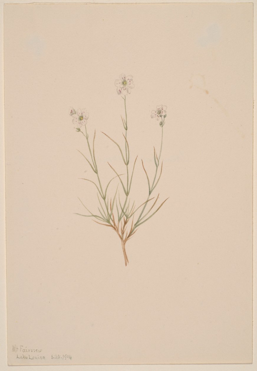 Arenaria formosa af Mary Vaux Walcott
