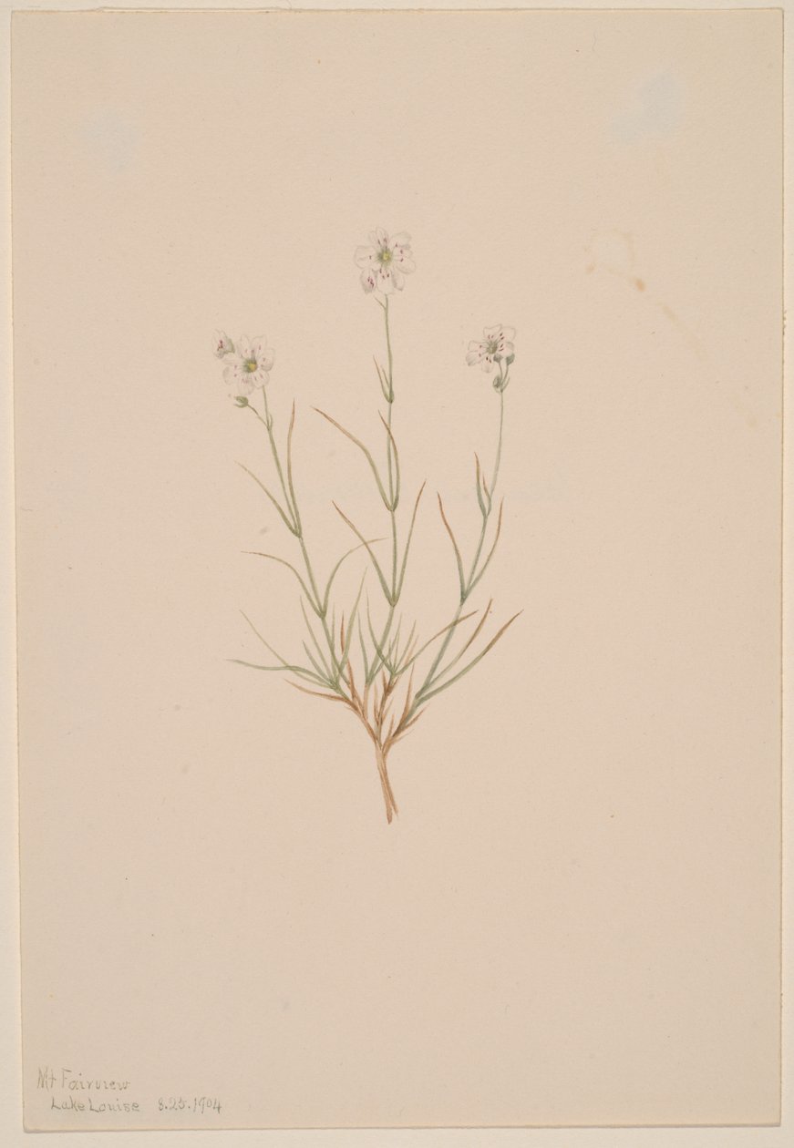 Formosa sandsten, 1904. af Mary Vaux Walcott