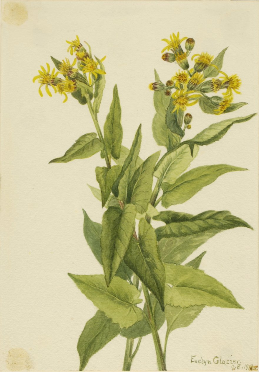 Pilebladet jordmandel (Senecia triangularis) af Mary Vaux Walcott