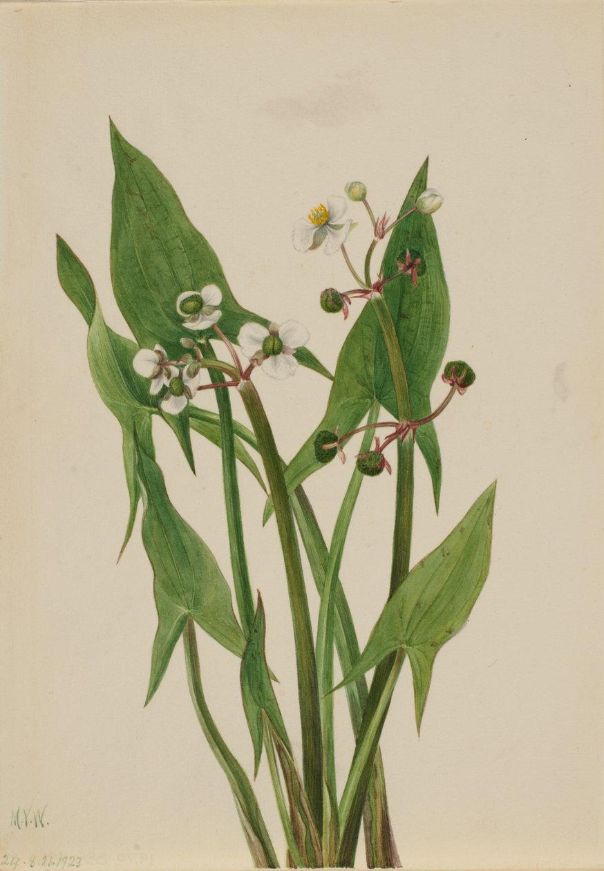Arum Arrowhead Sagittaria cuneata, 1923. af Mary Vaux Walcott