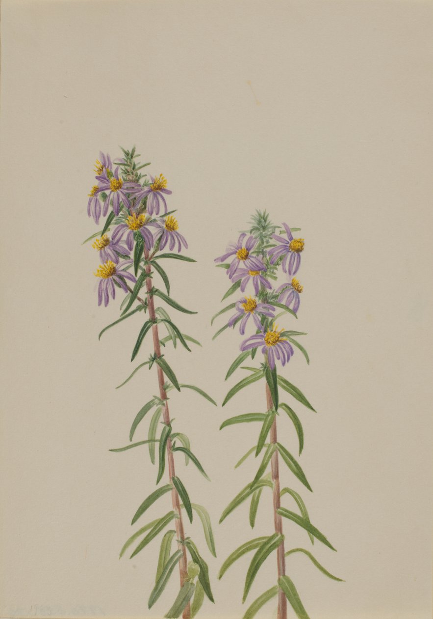 Aster Aster hirariifolius, 1923. af Mary Vaux Walcott