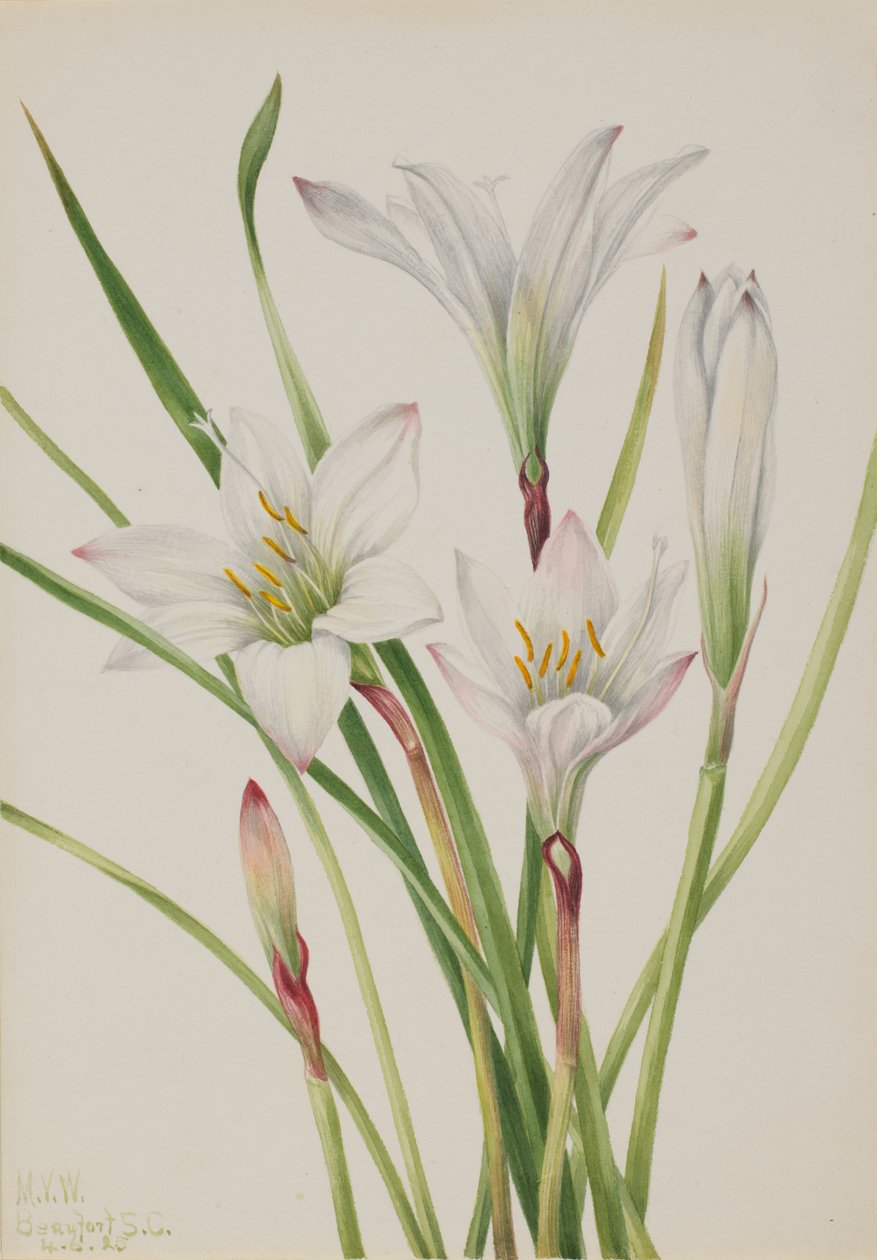 Atamasco-Lily Atamasco atamasco, 1925. af Mary Vaux Walcott
