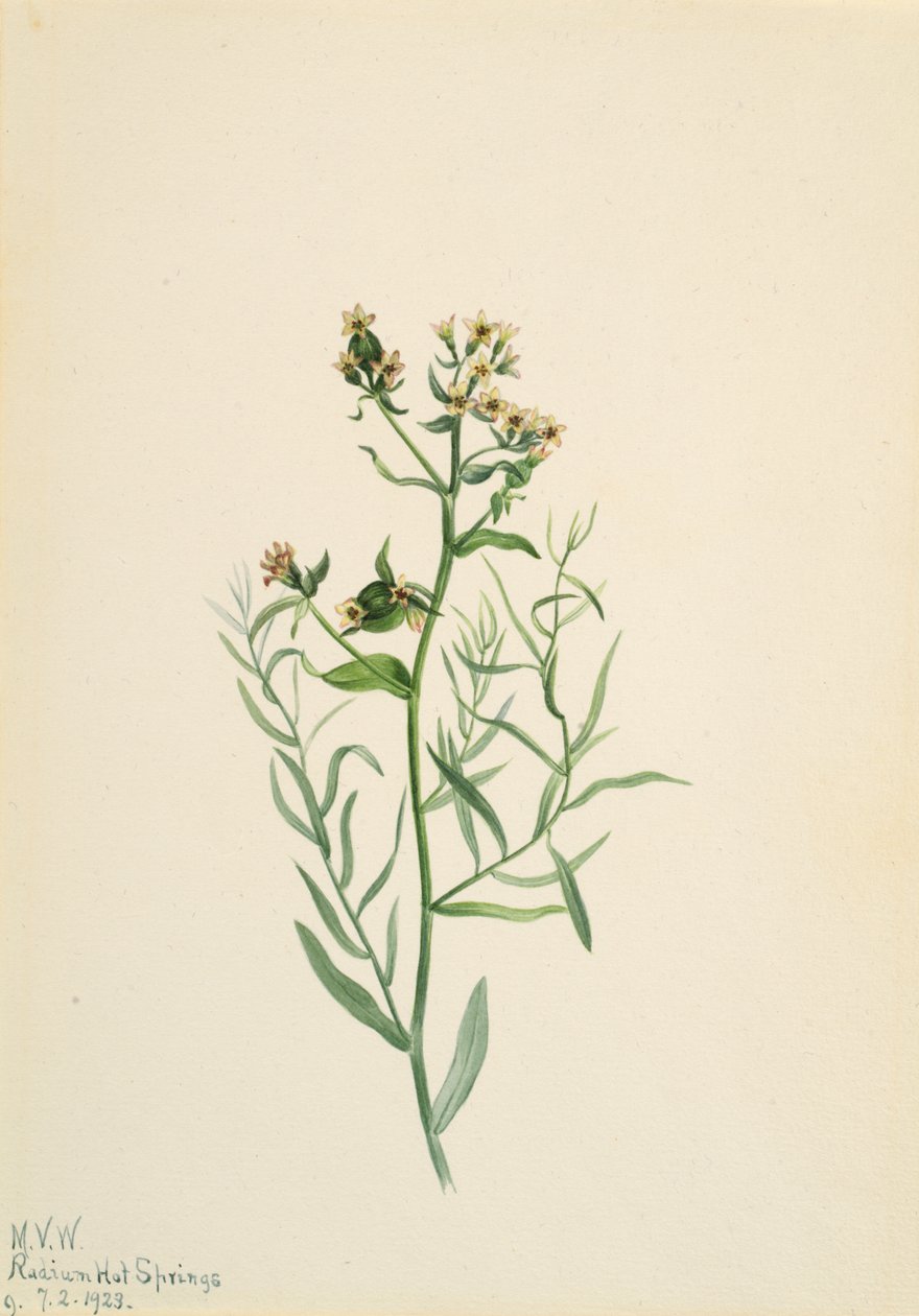 Bastard Toadflax Comandra pallida, 1923. af Mary Vaux Walcott