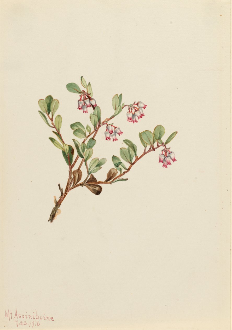 Bjørnebær Arctostaphylos uva-ursi, 1916. af Mary Vaux Walcott