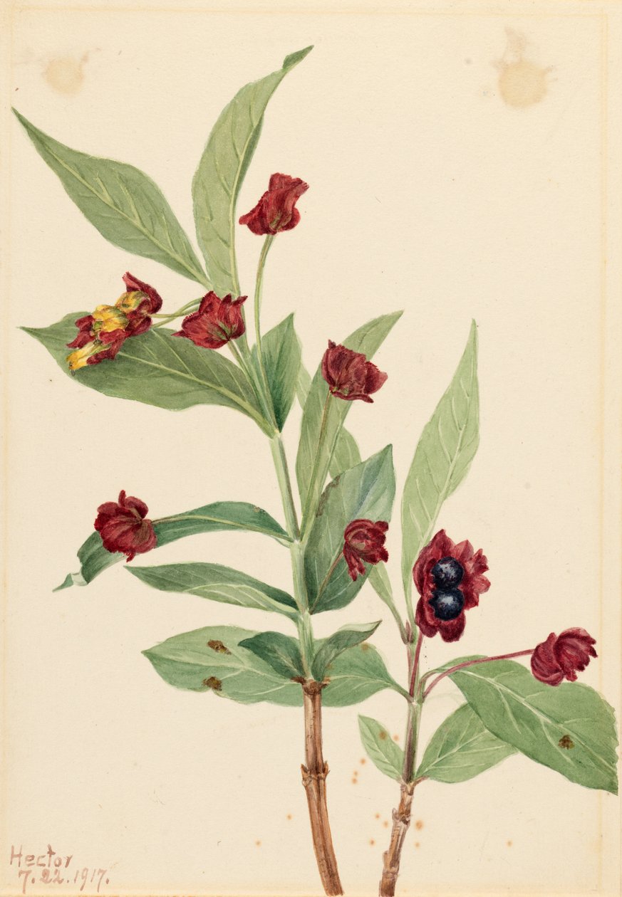 Bjørnebær-kaprifolium (Lonicera involucrata) af Mary Vaux Walcott