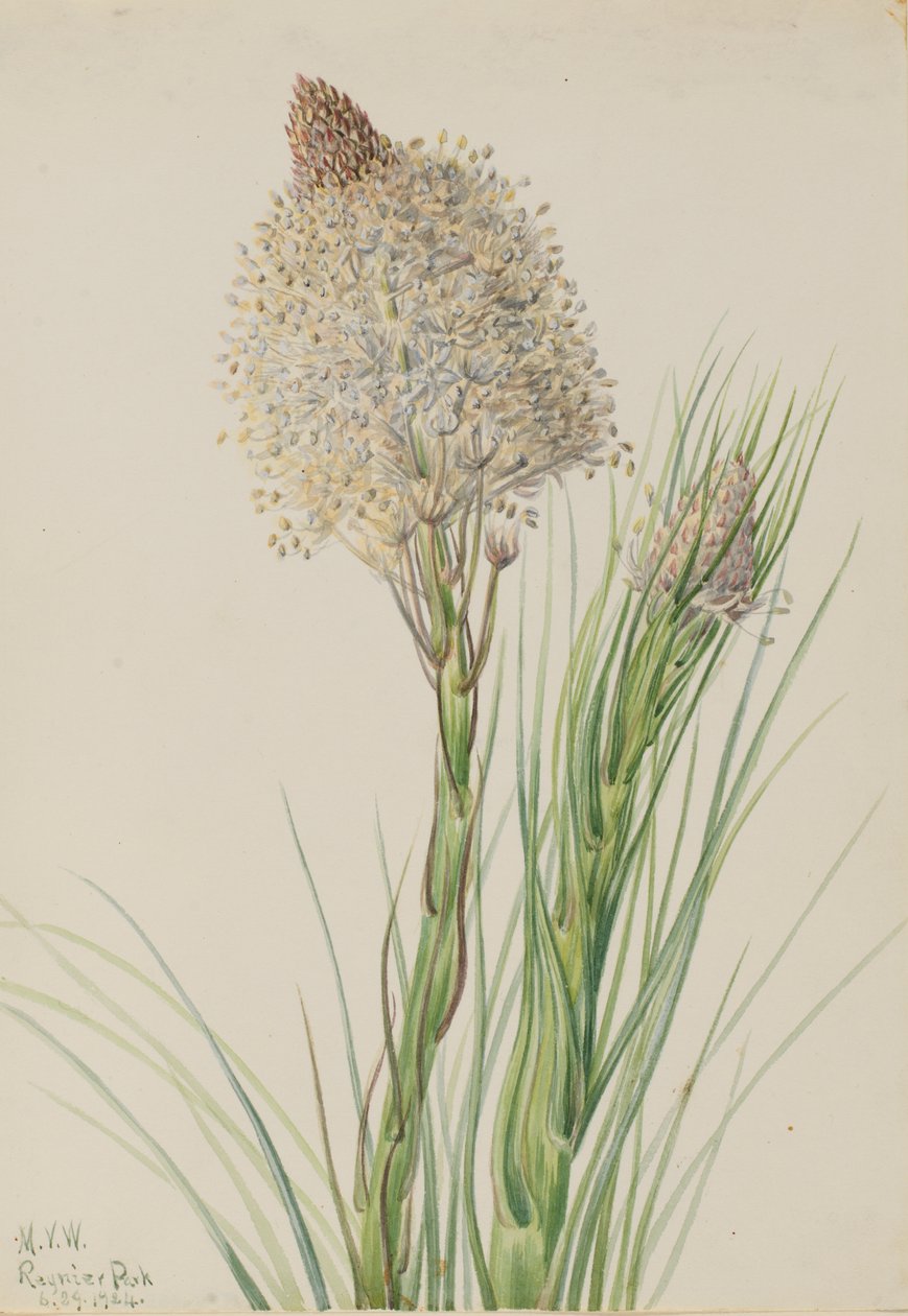 Bjørnegræs Xerophyllum tenax, 1924. af Mary Vaux Walcott