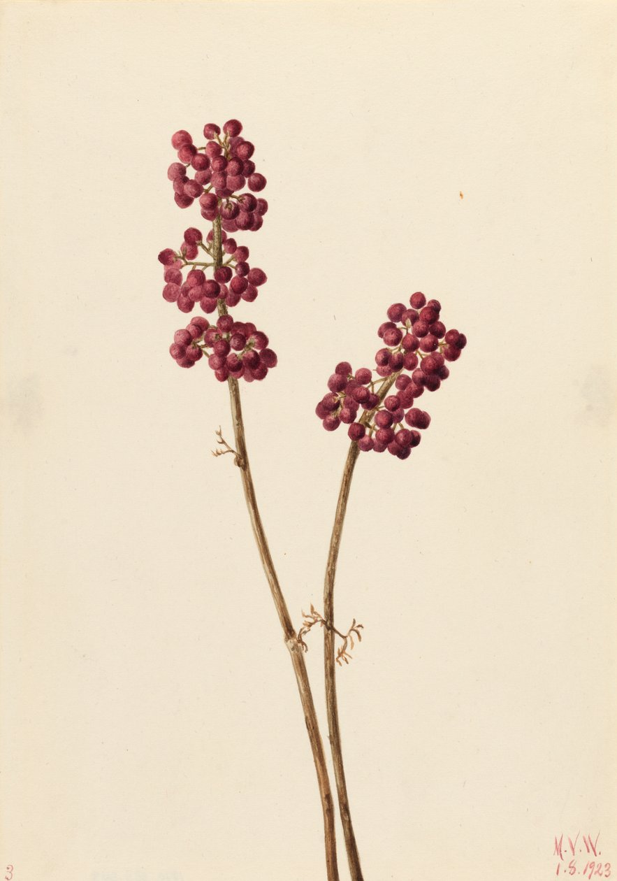 Beauty Berry Callicarpa americana, 1923. af Mary Vaux Walcott