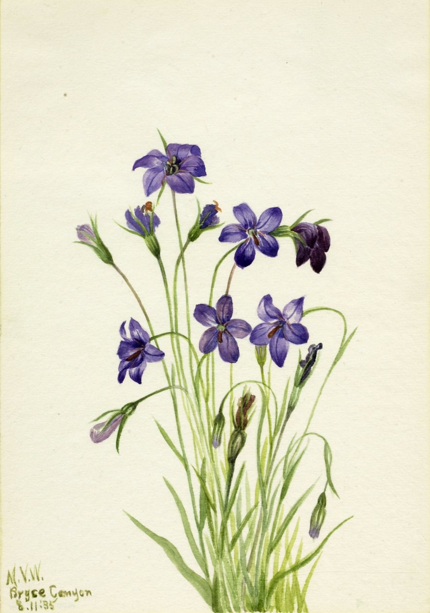 Klokkeblomst (Campanula) af Mary Vaux Walcott