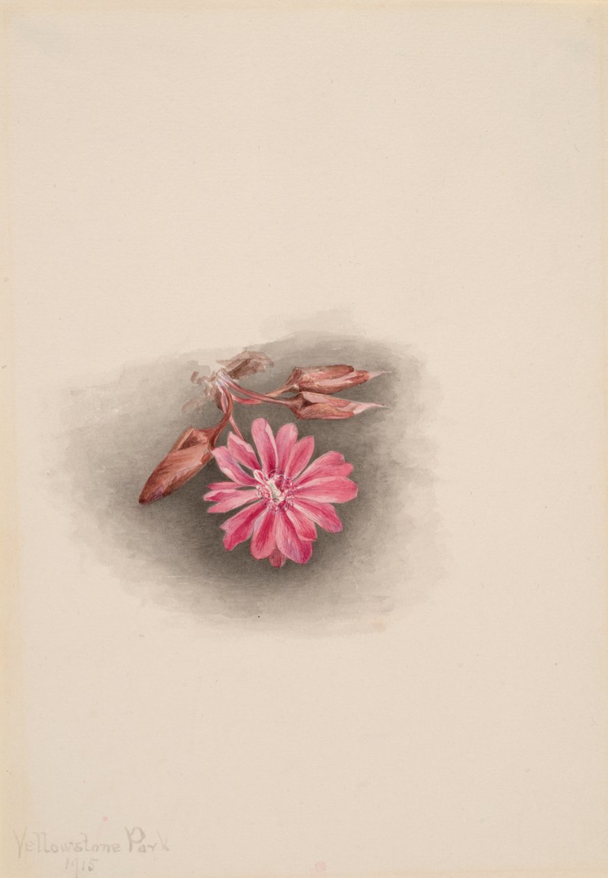 Bitterroot Lewisia redivivia, 1915. af Mary Vaux Walcott