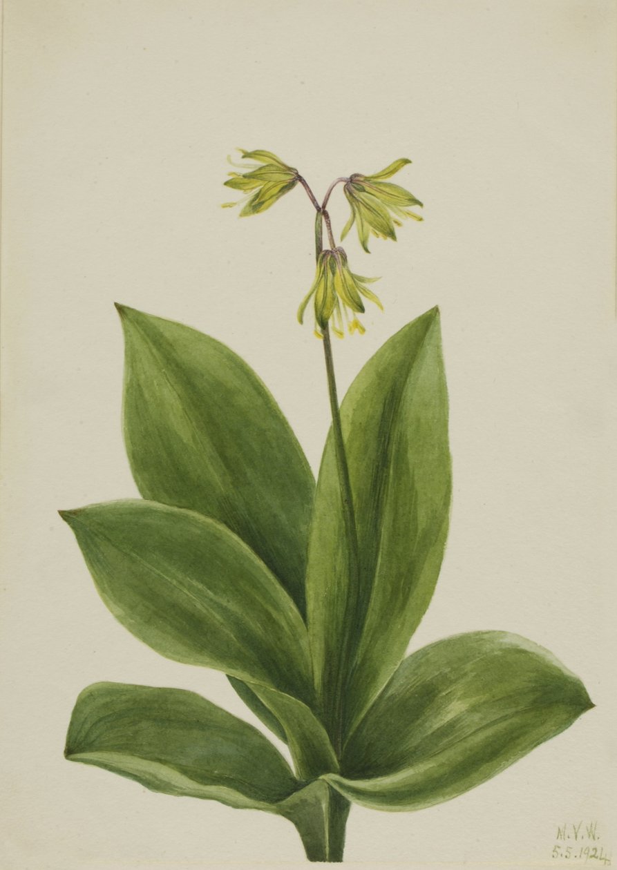 Blå perle (Clintonia borealis) af Mary Vaux Walcott