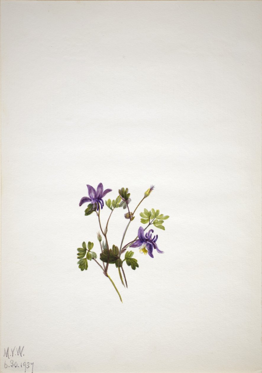Blå akeleje (Aquilegia saximontana) af Mary Vaux Walcott