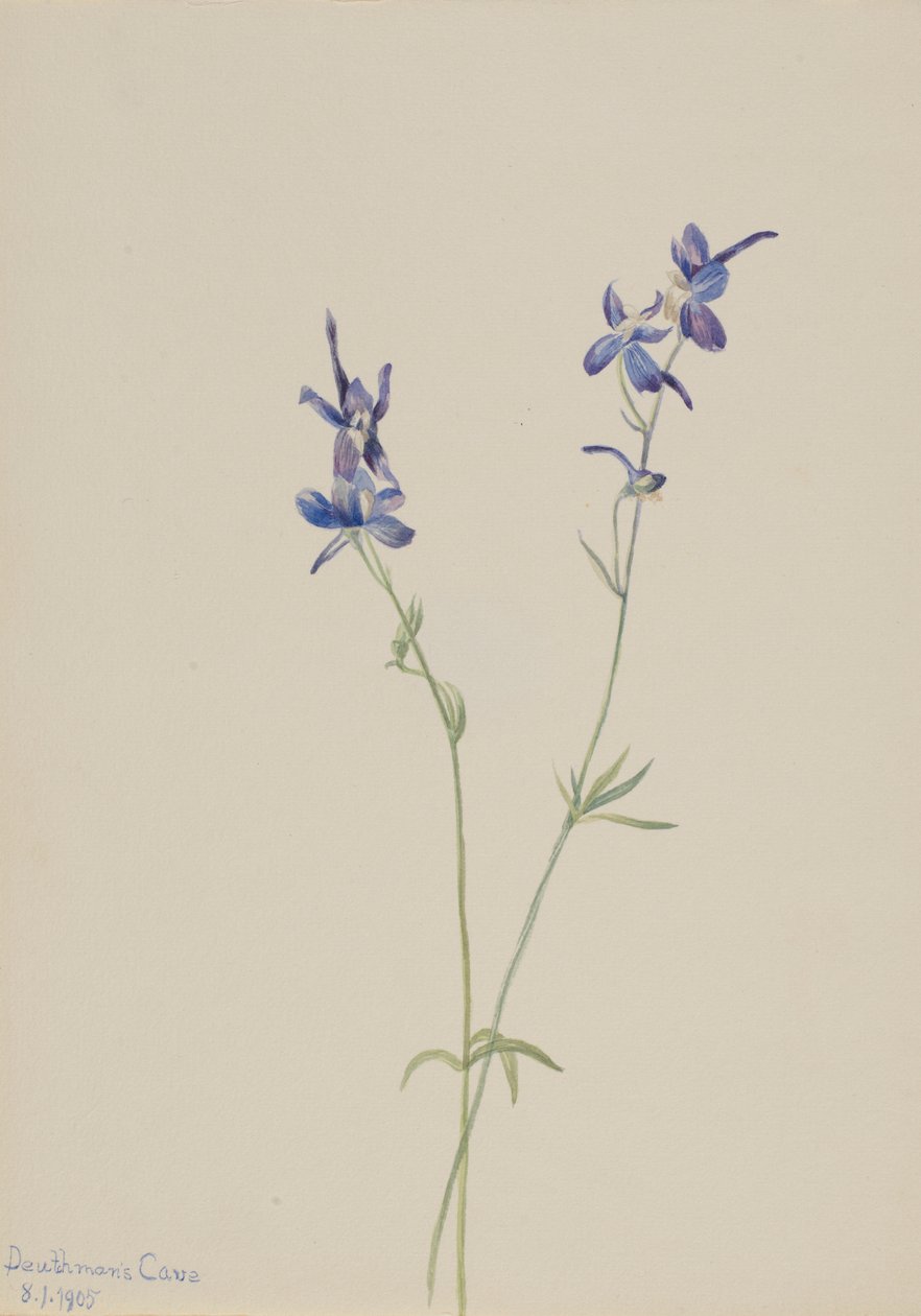 Blå lærkespore (Delphinium nuttallianum) af Mary Vaux Walcott