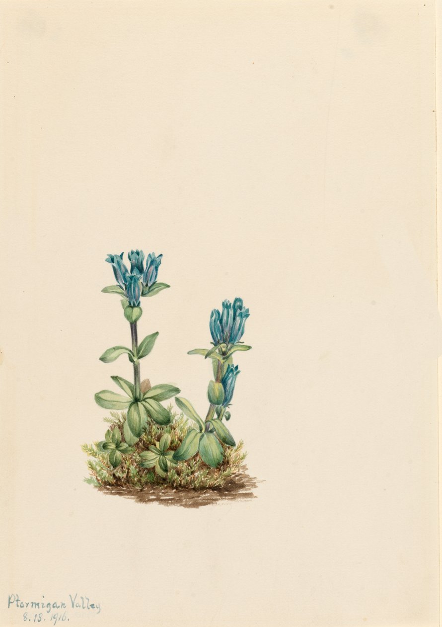 Blågrøn ensian Gentiana glauca, 1916. af Mary Vaux Walcott