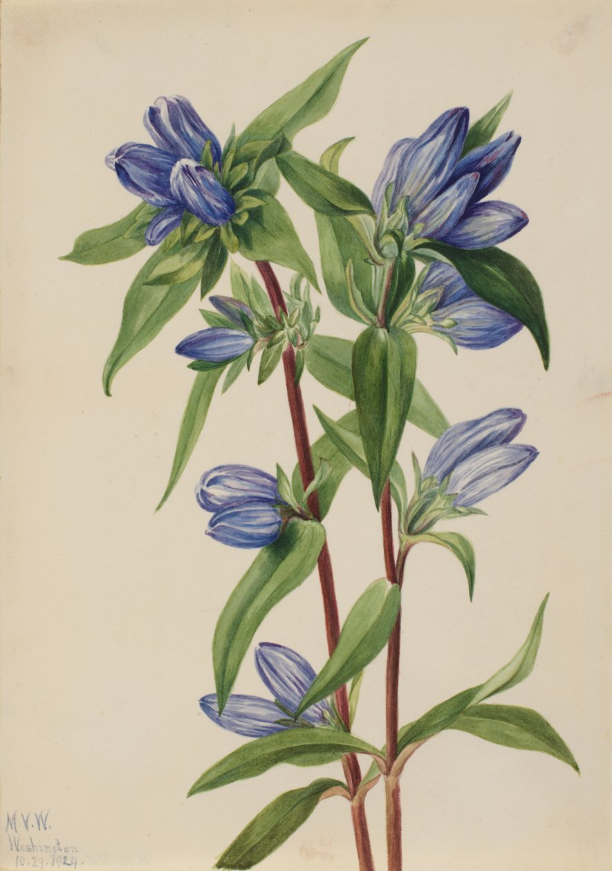 Flaske Gentian Gentiana saponaria, 1924. af Mary Vaux Walcott