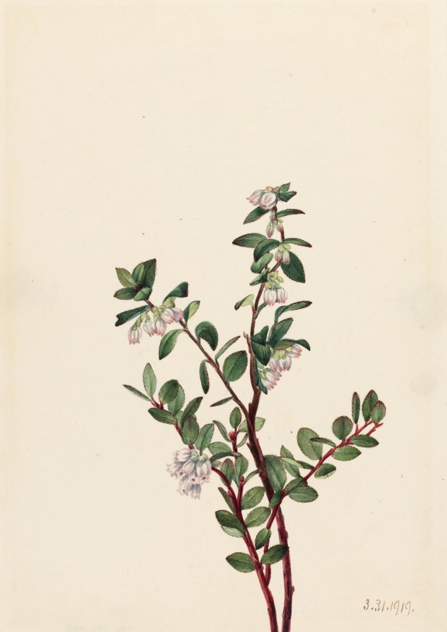 Hyldebær (Gaylussacia brachycera) af Mary Vaux Walcott