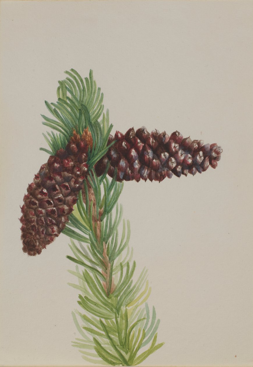Bristle-Cone Pine (Pinus aristata) af Mary Vaux Walcott