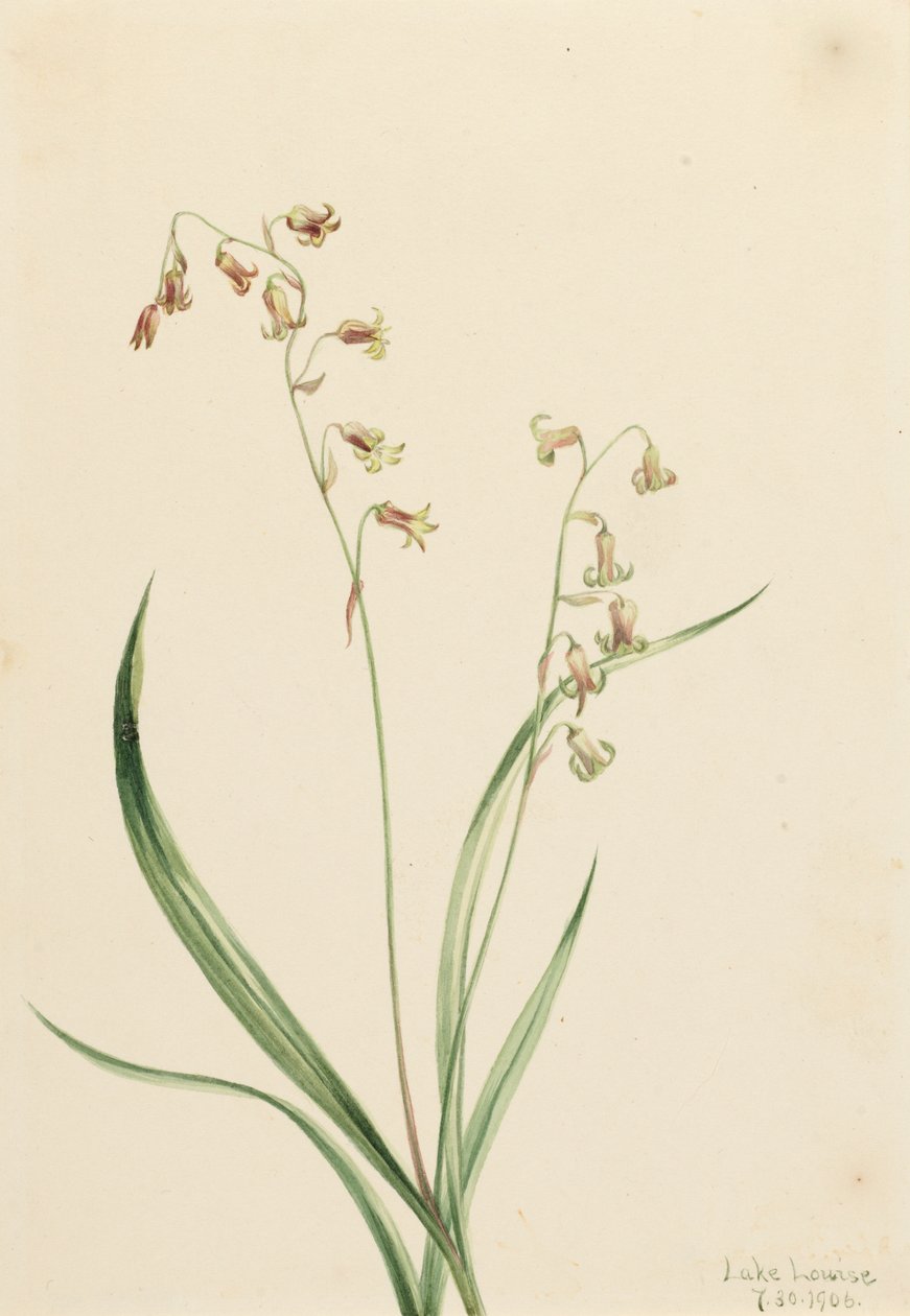 Bronzeklokker af Western Stenanthium, 1906. af Mary Vaux Walcott
