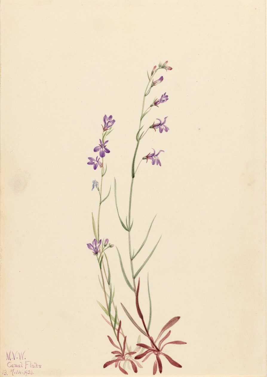 Brook Lobelia Lobelia kalmii, 1923. af Mary Vaux Walcott